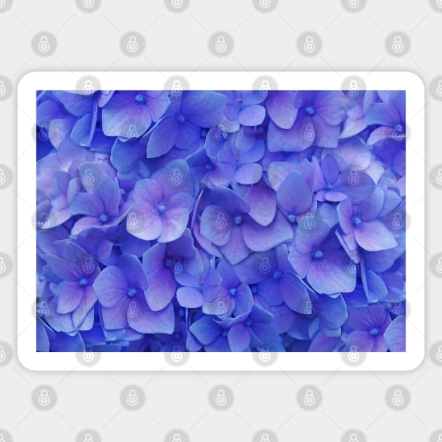 Hydrangea blue Sticker by CatyArte